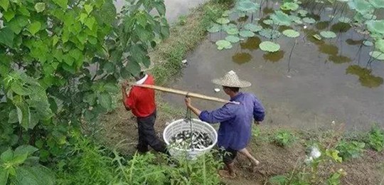 30多億噸畜禽養(yǎng)殖糞污必須要處理，三大商業(yè)模式隱藏千億級(jí)財(cái)富！